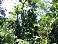 CairnsTC024 Jardin Botanique 024